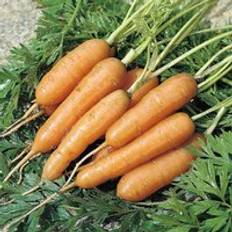 Carrot Adelaide F1 Hybrid 1 Seed Packet 400 Seeds