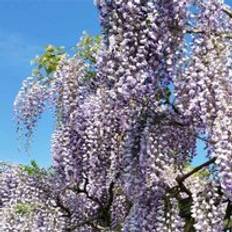 Ornamental Trees Thompson & Morgan Wisteria Tree Standard 2 Litre Pot Green