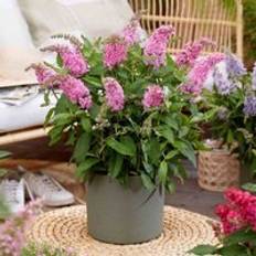 Thompson & Morgan Buddleja Butterfly Candy Little Pink 3 Litre