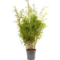 GardenersDream Bamboo Fargesia Rufa 90-110 cm