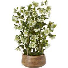 Large Green Hellebore in Taupe Pot