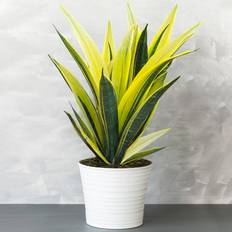GardenersDream Sansevieria Golden Flame 12 cm