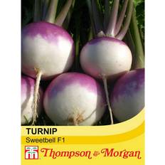 Turnip Sweetbell F1 Hybrid 1 Seed Packet 100 Seeds