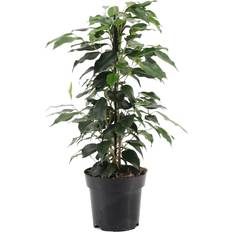 GardenersDream Ficus Benjamina Danielle 12 cm