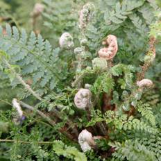 Potted Plants on sale Soft Shield Fern Herrenhausen 2L Pot