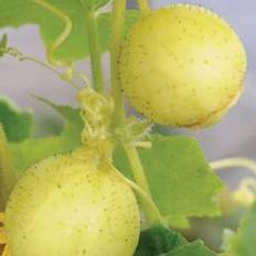 Cucumber Vegetable Seeds Thompson & Morgan Cucumber Crystal Apple 1 Seed Packet Set of 20
