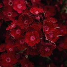 Dianthus Pinks Rockin Red 6 Plug Plants