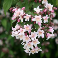 Pink Potted Plants Pink Cloud Beauty Bush Outdoor Shrub 2L Pot