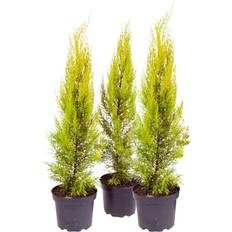 You Garden Goldcrest Plant Pot 30 x 10.5 x 10.5 cm Set of 3
