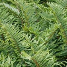 Pots, Plants & Cultivation Carbon Theory Sword Fern Polystichum Hardy Outdoor Ferns 2L Pot
