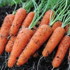 Thompson & Morgan Flyaway F1 Hybrid 1 Seed Packet 400 Seeds