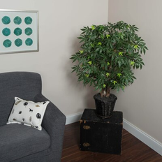 Ornamental Trees Bay Isle Home Japanese Maple Tree in Basket 48.0 H x 36.0 W x 36.0 D