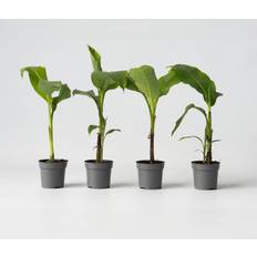 Krukväxter Plant in a Box Bananträd Musa Basjoo 9 cm 25-40 cm