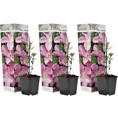 Bomen en Struiken Plant in a Box Bosrank Set van 3 Clematis Hagley Hybrid 25-40cm 9cm
