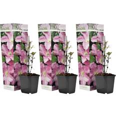 Le-mieux-noté Arbres et Arbustes Plant in a Box Clematis Hagley Hybrid 25-40 cm Topf 9 cm Set of 3