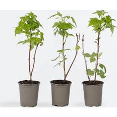 Piante in vaso Plant in a Box Lampone Selvatico 3 Pz Fallgold