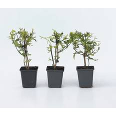 Monivuotiset Plant in a Box Jasminum Summer Scent 3 kpl