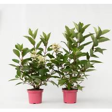 Árboles y Arbustos Plant in a Box 2 Hortensias Early Harry