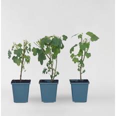 Planten Plant in a Box Kaapse Malva Set 3 Anisodontea El Rayo 25-40cm