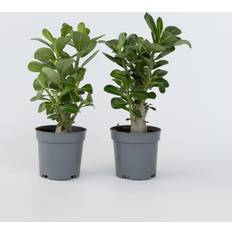 Piante in vaso Plant in a Box Rosa del Deserto 4 Pezzi Adenium Obesum 25-40cm x 10.5cm