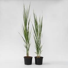 Plant in a Box Panicum Virgatum Northwind Höhe 40-60 cm Topf 23 cm