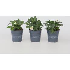 Le-mieux-noté Vivaces Plant in a Box Helleborus Niger Mont Blanc Set of 3 20-30 cm