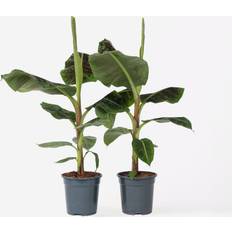 Planten Plant in a Box Bananenplant Set van 2 Musa Dwarf Cavendish Hoogte 90-100cm