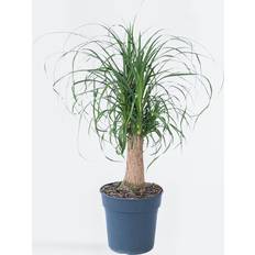 Halbschatten Topfpflanzen Plant in a Box Elefantenfuß Beaucarnea Recurvata 60-70 cm Topf 21 cm