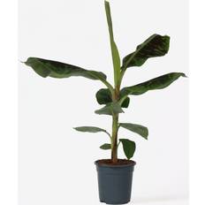 Planten Plant in a Box Bananenpflanze Musa Dwarf Cavendish 90-100 cm Topf 21 cm