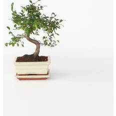Piante Plant in a Box lbero Dei Bonsai Zelkova Serrata Altezza 20-30cm