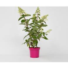 Arbusti ornamentali Plant in a Box Hydrangea Paniculata Pinky Winky Altezza 25-40cm 19cm