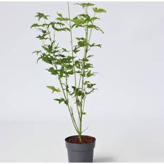 Alberi ornamentali Plant in a Box 4 Pz 25-40 cm Ø10.5 cm