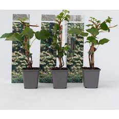 Töpfe, Pflanzen & Saatgut Plant in a Box Hydrangea Anomale Petiolaris Set of 3 25-40 cm Topf 9 cm