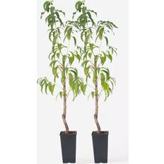 Piante in vaso Plant in a Box Pesco 2 Pezzi Prunus Persica Saturne 60-70cm x 15cm