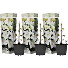 Bomen en Struiken Plant in a Box Clematis Hybrid Mme Le Coultre 25-40 cm Set of 3