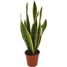 Piante Plant in a Box Pianta del Serpente Sansevieria Trifasciata A40-50cm 14cm