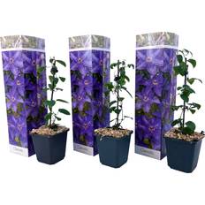 Le-mieux-noté Arbres et Arbustes Plant in a Box Clematis The President 25-40 cm Set of 3