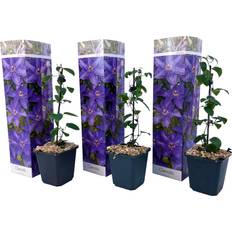 Arbres et Arbustes Plant in a Box Clématite Set de 3 Clematis'The President 25-40cm x 9cm