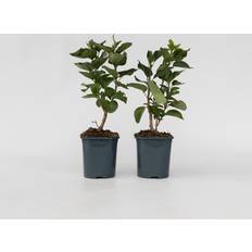 Le-mieux-noté Vivaces Plant in a Box Syringa Ludwig Spath X2 Pot 17cm