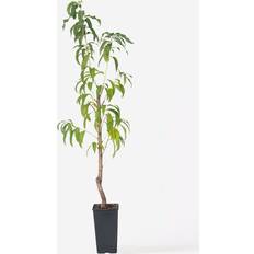 Halbschatten Topfpflanzen Plant in a Box Pfirsichbaum Prunus Persica Saturne 60-70 cm Topf 15 cm