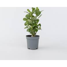 Piante Plant in a Box Rosa del Deserto Adenium 25-40cm