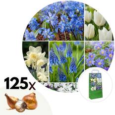 Semi di fiori Plant in a Box Set Di Bulbi Da Fiore 125 Pezzi