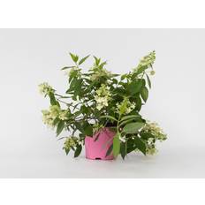 Ziersträucher Plant in a Box Hydrangea Paniculata Confetti 25-40 cm Topf 19 cm