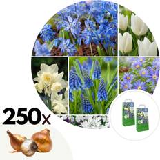 Semi di fiori Plant in a Box Set Di Bulbi Da Fiore 250 Pezzi