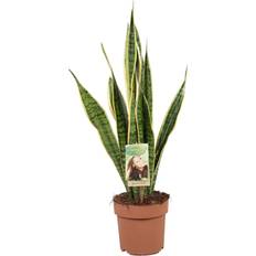 Halbschatten Topfpflanzen Plant in a Box Sansevieria Trifasciata Laurentii 60-70 cm Topf 17 cm