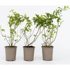 Arbres et Arbustes Plant in a Box Myrtille Set 6 Blueberry 6 Pack