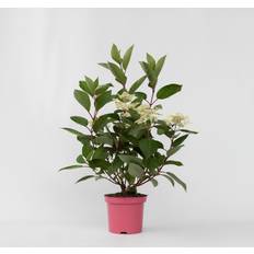 Arbusti ornamentali Plant in a Box Hydrangea Paniculata Early Harry 25-40 cm Topf 19 cm