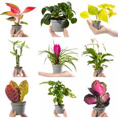 GardenersDream Small Baby Evergreen Mixed Indoor House Plants Set of 6