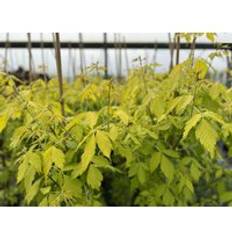 Trees & Shrubs Acer Gold Maple Tree 5-6ft 7.5 Litre Pot