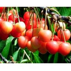 Trees & Shrubs Dwarf Patio Napolean Cherry Fruit Tree 3-4ft Supplied in a 5 Litre Pot